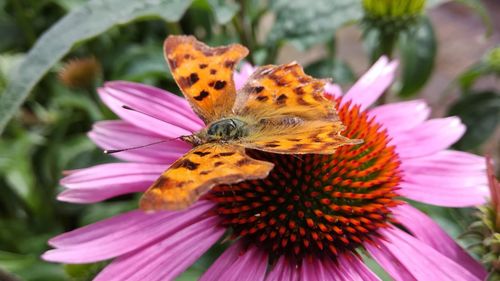 Close-up of butterfly on purple coneflower