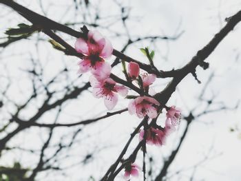 Low angle view of pink flowers blooming on tree