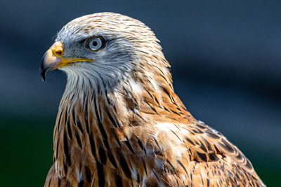 Close-up of eagle