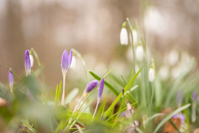 Close-up of purple crocus flowers on field