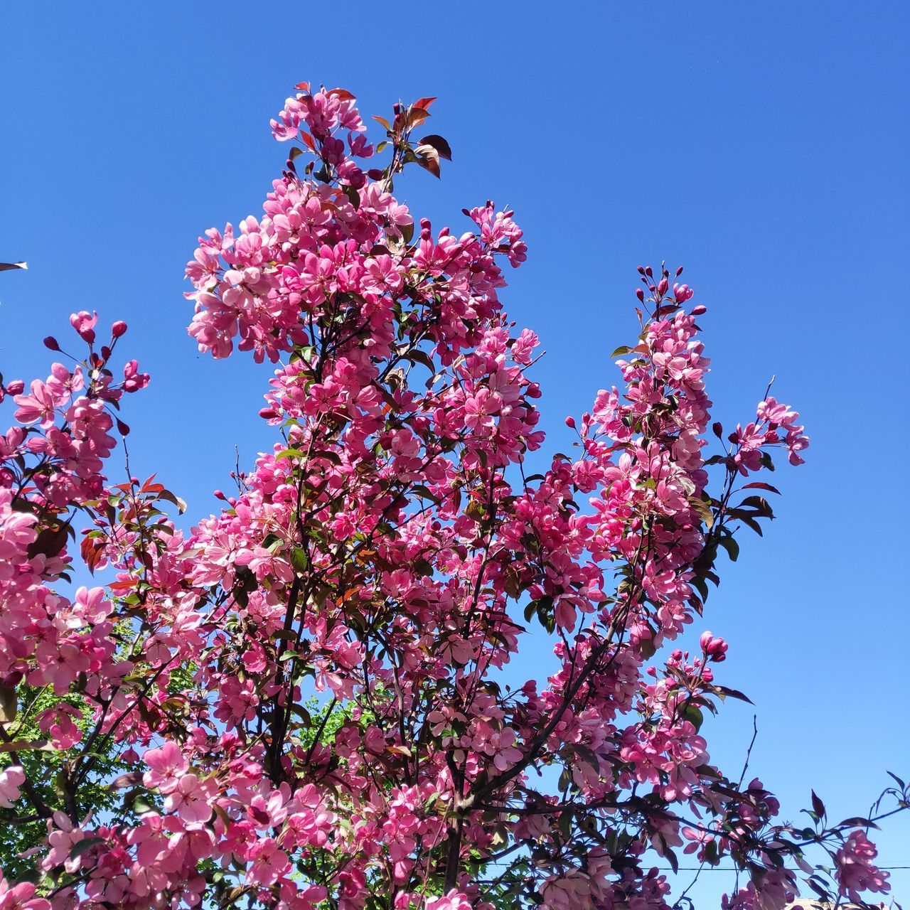 Nature Tree Flower UnderSea Blue Sky Plant Blossom Botany In Bloom Plant Life