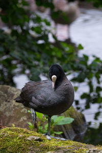 High angle view of black coot on moss covered log