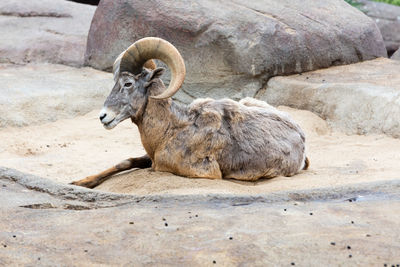 Side view of wild goat resting on field