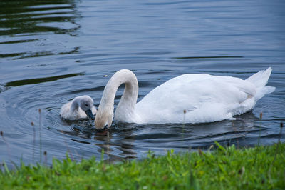 Swans swimming in lake