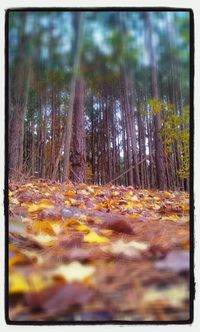 Trees in forest