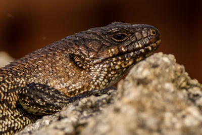 Close-up of lizard on rock