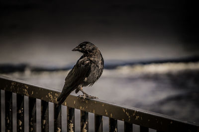 Bird perched on railing against blurred sea