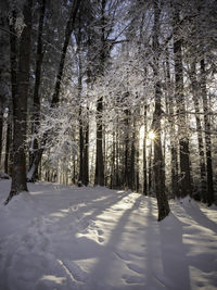 Snow covered trees in forest