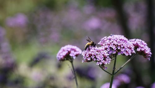 Close-up of bee pollinating on purple flower