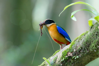 Close-up of bird perching on branch while carrying insect in mouth