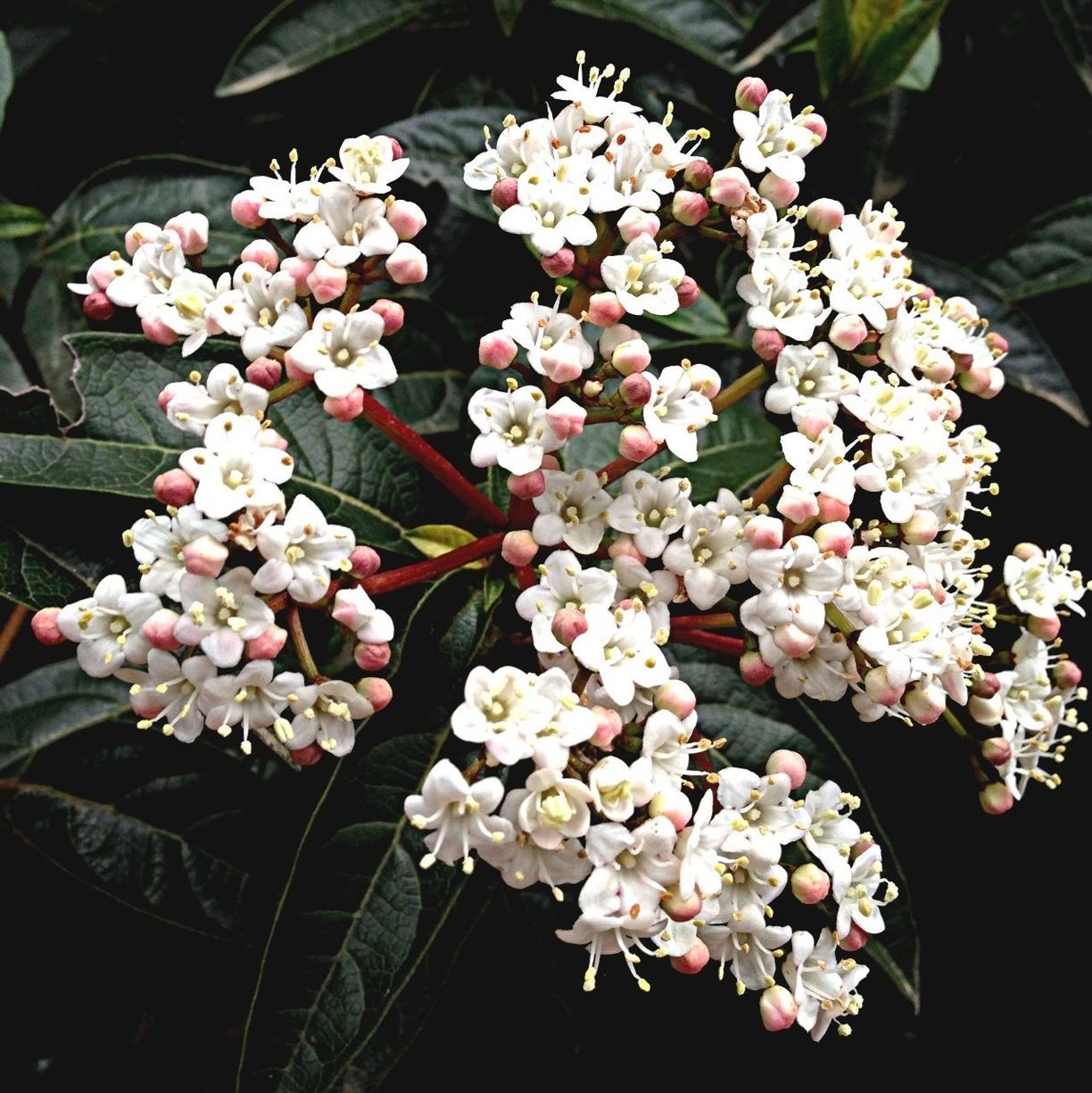 flower, freshness, fragility, petal, growth, beauty in nature, flower head, nature, white color, blooming, blossom, in bloom, bunch of flowers, close-up, plant, springtime, botany, outdoors, no people, cherry blossom