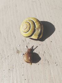 Close-up of snail