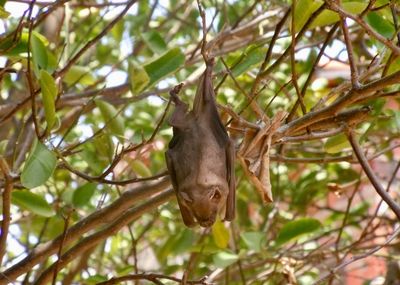 Low angle view of bird hanging on tree