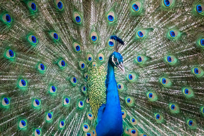 Close-up of peacock