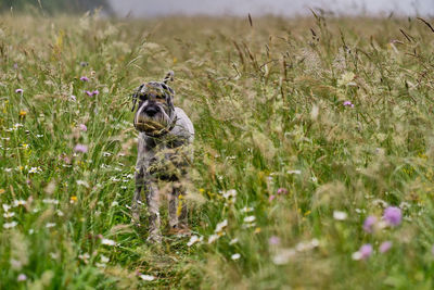 View of an animal on grass