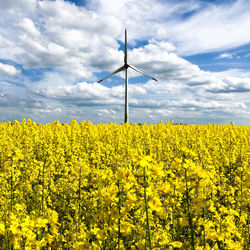 Scenic view of oilseed rape field against sky