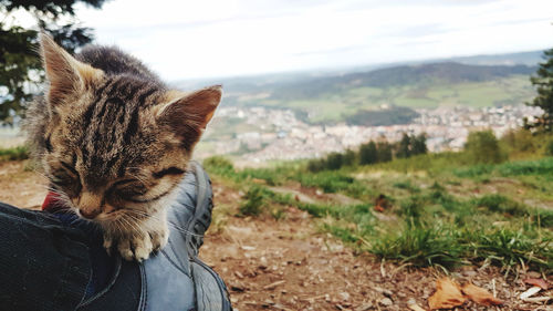 Close-up of a cat on field