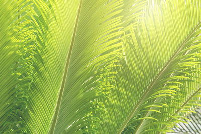 Close-up of palm tree leaves