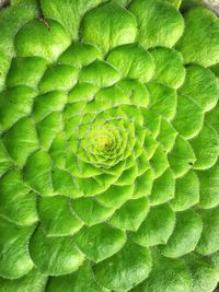 Full frame shot of green leaf