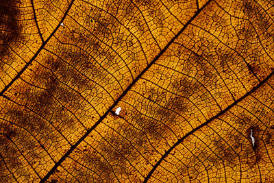 Full frame shot of dried leaf