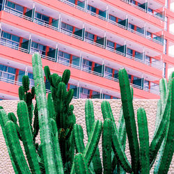 Low angle view of succulent plant on building