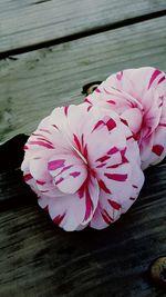 Close-up of pink flowers