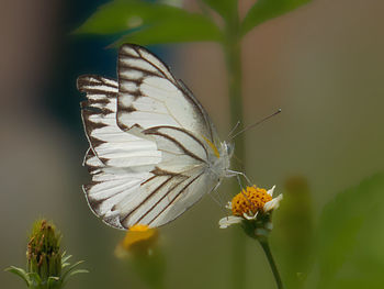 Close-up of butterfly pollinating on flower