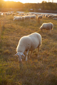 Sheep grazing in a field