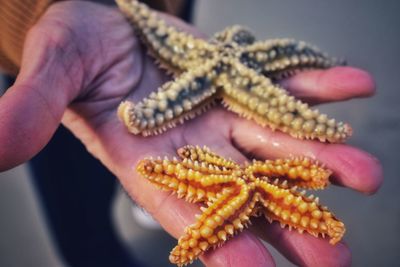 Opened hand holding starfish