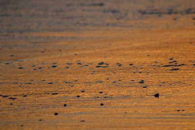 Golden beach at sunset time