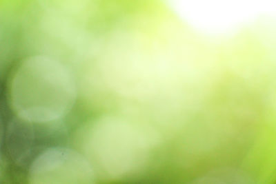 Defocused image of plants against blurred background