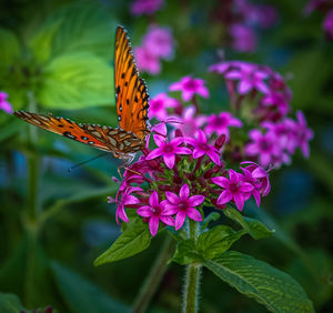 Butterfly on a flower