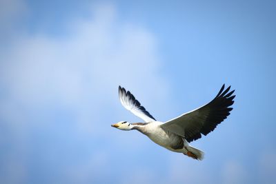 Bird flying against blue sky