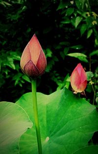 Close-up of flower growing on plant