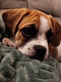 Close-up portrait of a dog at home