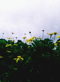 Close-up of flowers blooming against sky