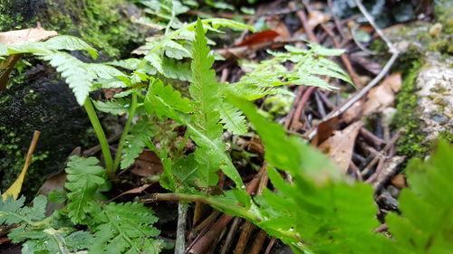 Close-up of lizard on plants
