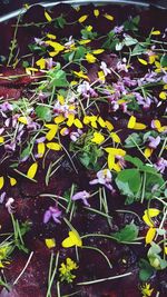 Close-up high angle view of flowers