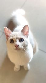 High angle portrait of cat with kitten