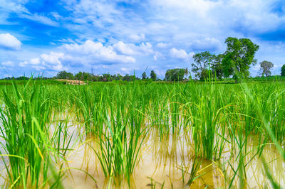 Scenic view of agricultural field against sky