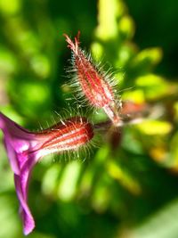 Close-up of plant