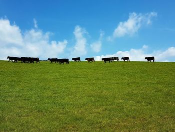 Scenic view of agricultural field against sky