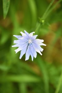 Close-up of purple flowering plant