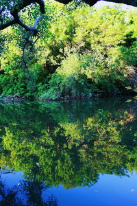 Scenic view of lake in forest