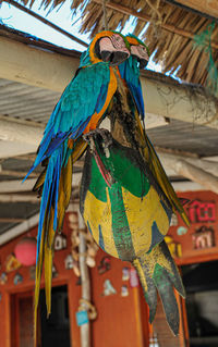 Low angle view of parrot perching