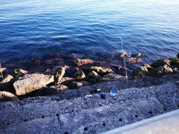 High angle view of ducks on rock by sea