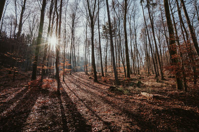 Trees in forest during autumn