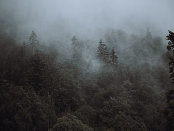 High angle view of trees in forest