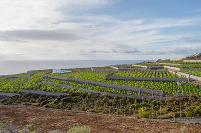 High angle view of farm by sea against cloudy sky