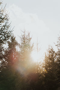 Low angle view of trees against sky